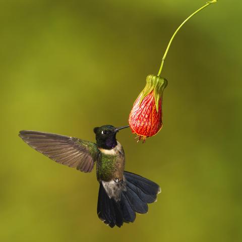 A hummingbird with a white collar and a dark purple throat or gorget approaches a Japanese Lantern flower. This is the Amethyst-throated Sunangel. Photo by Peachfront. Nov. 2024.
