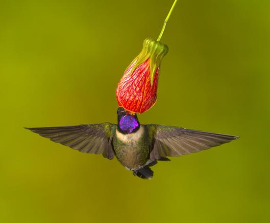 A hummingbird with a white collar and a vividly iridescent purple throat is flying right at the viewer because of the red-orange Japanese Lantern flower hanging in that direction. Photo by Peachfront. Nov. 2024.