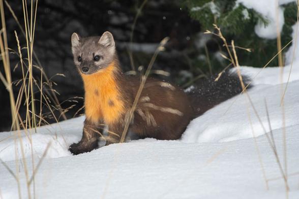 A pine marten in the snow, looking to the left of the camera