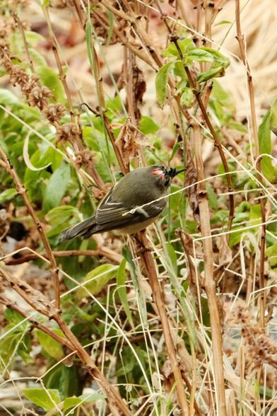 A small Ruby Crowned Kinglet with an olive-green body and a distinctive red mark on its head is perched among dry and green sweet basil shoots and leaves.