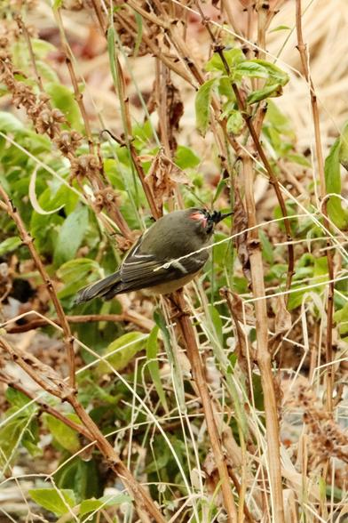 A small Ruby Crowned Kinglet with an olive-green body and a distinctive red mark on its head is perched among dry and green sweet basil shoots and leaves.