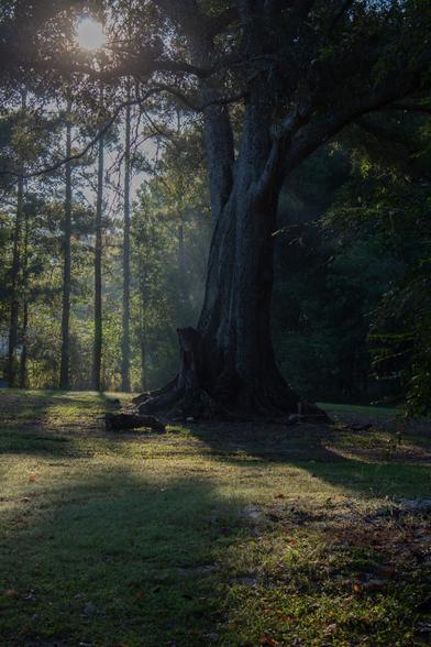 the edge of the woods, with half the image in low light because of trees and half the image highlighted, the sun coming through some trees on the edge of the forest, and an old oak tree marking the barrier between the two zones.