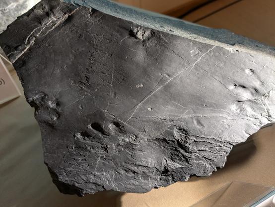 Tracks of Limnopus heterodactylid left on the sand 280M years ago (Permian period of the Paleozoic).
