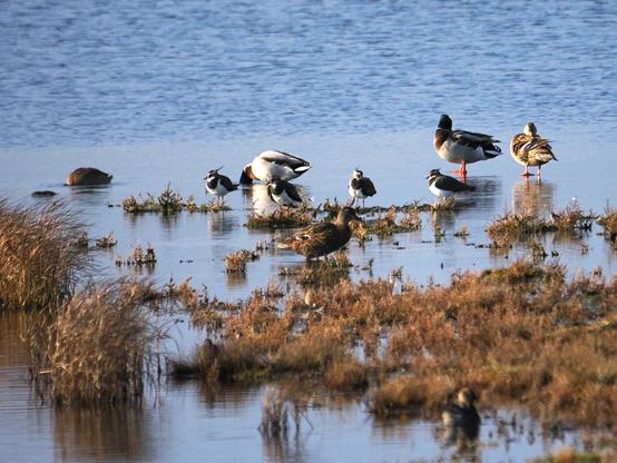Am Ufer eines Weihers sitzen ein paar Kiebitze zwischen Enten. Am Rand stehen einige Grasbüschel hoch.