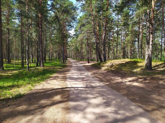 forest road