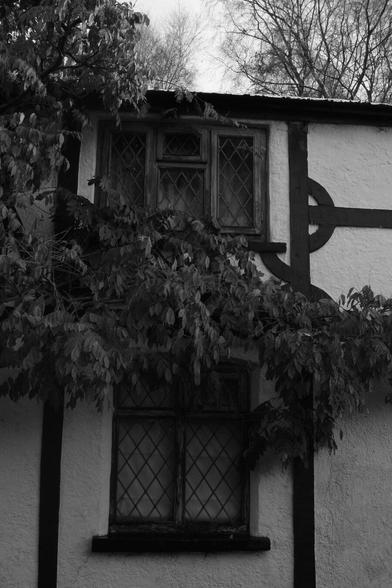 a tree grows across a mock Tudor cottage between two wooden framed leaded windows