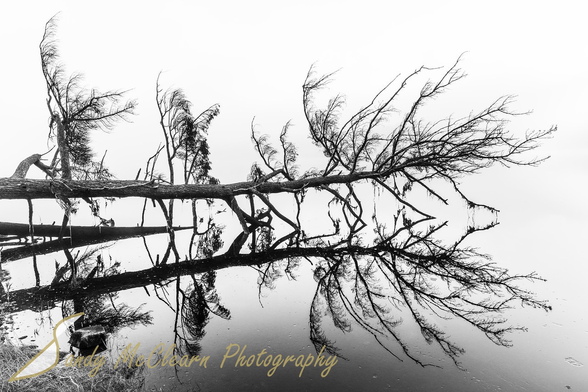 Fallen tree reflecting on calm water against a white background.