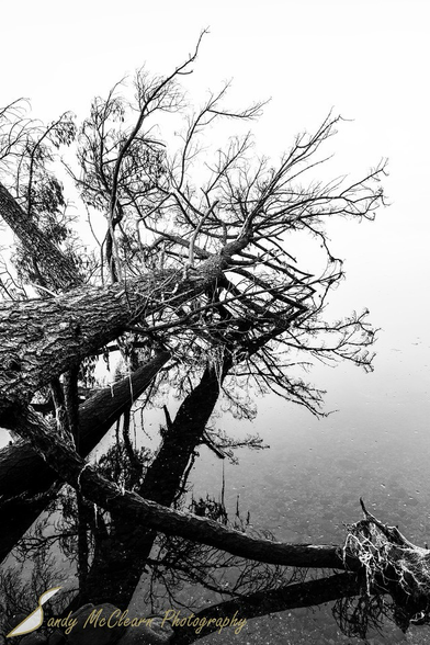 Looking along length of fallen tree reflecting on calm water against a white background.