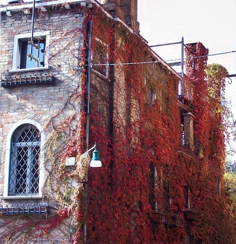 A brick building covered in climbing plants with red and green leaves. The building has multiple windows, some with metal grilles. There is a street lamp attached to the building, and a metal structure extends from the roof. The climbing plants cover a significant portion of the building.