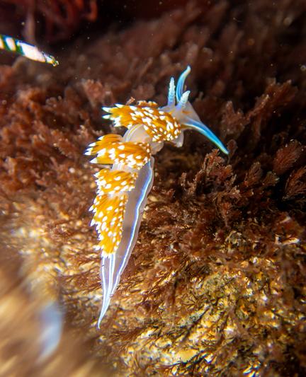 Hermissenda opalescens, an opalescent, brightly-coloured sea slug or nudibranch, in a California tide pool. This marine gastropod mollusc feeds on hydroids and other marine organisms such as ascidians and sea anemones. Photo by Brandy Gale.
