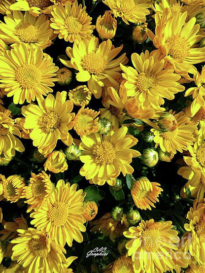Yellow Golden Mums