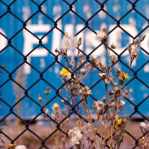 Tall dandelions, gone to seed and going to seed, grow on both sides of a chain link fence. Beyond and out of focus a rich blue portable provides a background.