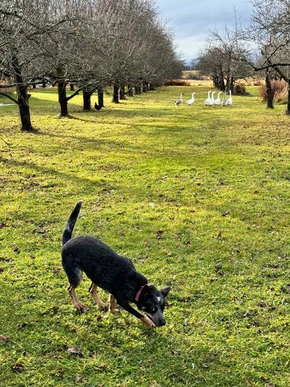A playful scene in an orchard with a herding dog, a Blue Heeler, crouching in focus at the front, poised as though about to pounce or herd. The background features rows of bare trees leading to a group of white geese standing together on the grass. The lush green ground contrasts with the stark, leafless branches of the trees, and the overcast sky adds a calm, wintry atmosphere. The composition highlights the interaction between the dog and the geese, creating a dynamic and engaging pastoral image.