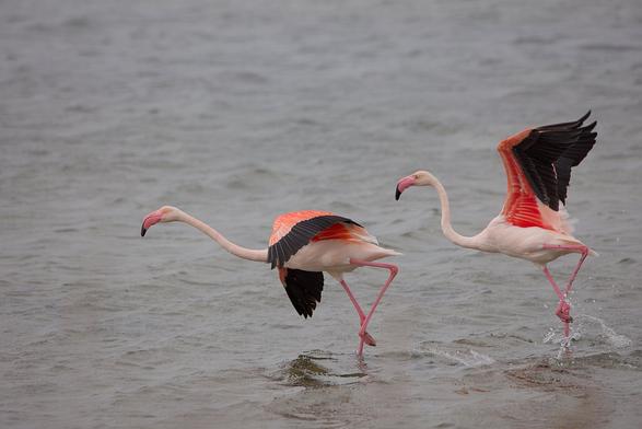 Two greater flamingos taking off from a water surface.