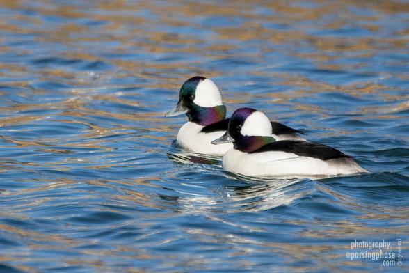 Two ducks float next to each other; both are mainly white with a dark back, but each has a slightly different rainbow iridescence on the dark feathers on the front and sides of their head.