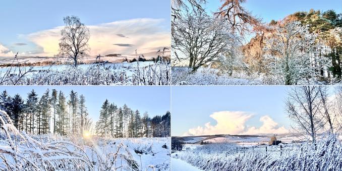 Four photo collage of snowy, wintry, country scenes: hedgerow, leafless broadleaf and pale green conifer trees covered in white snow; very pale blue skies: unusual, white, snow-filled cloud formations top left and bottom right.