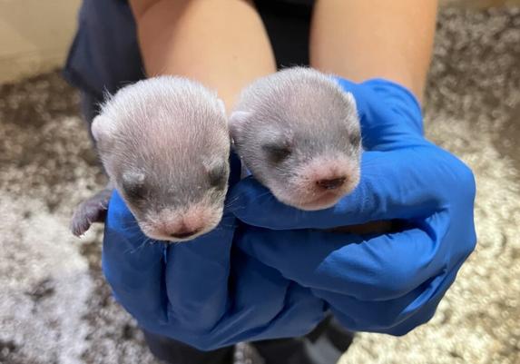 les-bebes-d-un-clone-de-furet-a-pattes-noires-1