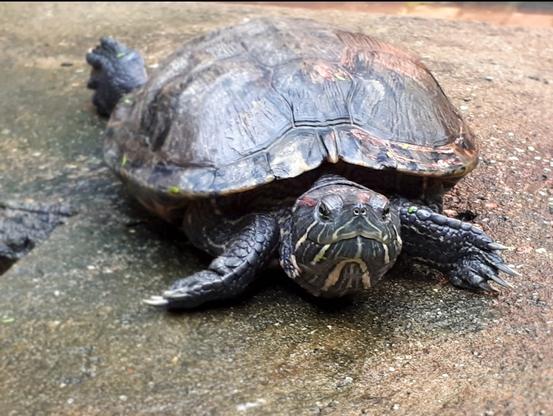 Foto einer Schildkröte, die auf einer Mauer sitzt und in die Kamera schaut. Die Schildkröte wohnt in einem Gewächshaus im Botanischen Garten in Bochum.