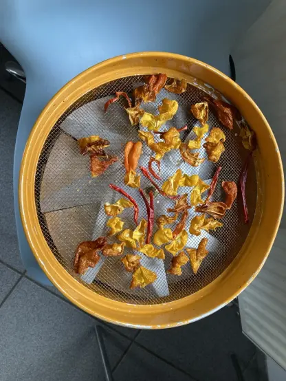 Dörrex Dörrautomat auf einem Stuhl, von oben geknipst. Darin fast fertig gedörrte Chilischoten.