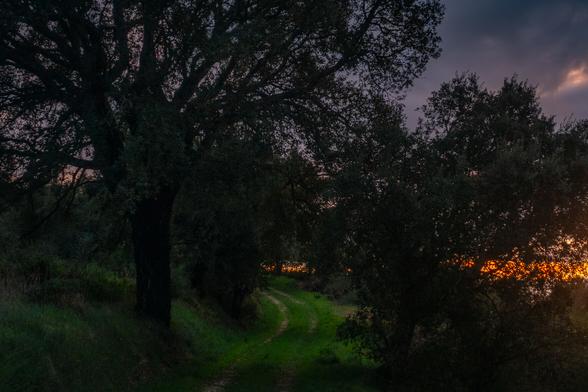 trail leading up a hill just after sunset, with the woods getting dark