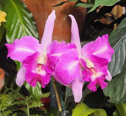 Two orchid flowers together from a stem. The two petals are pink with white center stripe. The three sepals are slender cone-shaped, one extending from the back of the flower up and the other two down to left and right. Each are a paler pink than the petals. A darker pink-colored "lip" extends out and down, from a base containing a white tooth-like structure. The lip has maroon and white stripes near the center line. Dark green broad leaves are in the background.