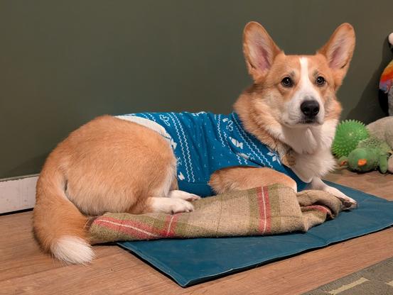 Sheridan lies on a blanket on the floor. He's wearing a blue and white Christmas jumper which reads "I ate all the turkey #noregrets"