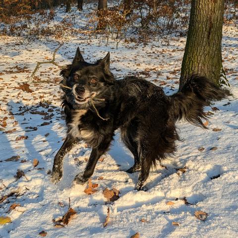 Black mix breed dog enjoys fresh snow.