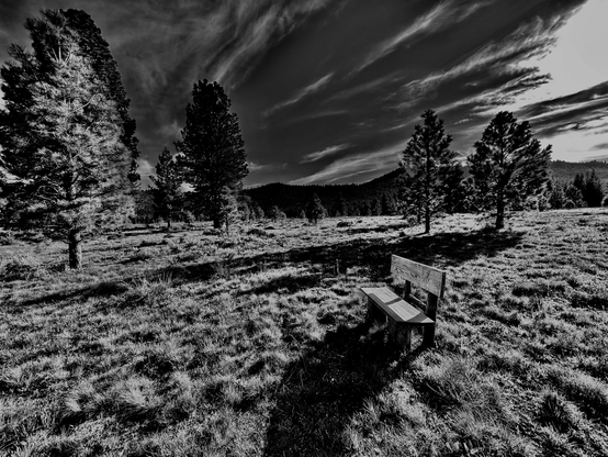 We built a bench for Betty after she died, and we put it way up in a mountain meadow so she had the best fucking view in the land.