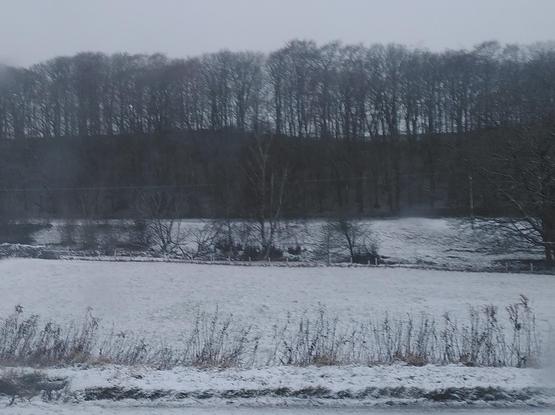 Image of a grey and white snowy scene.
In the foreground are some clumps of tall grass, behind them a snow covered field, with small trees in the field marking the sides of a river which runs right to left in the picture.
Behind the river is a steeply rising slope with much larger trees a grey skies above ..the bigger trees are very close together so the slope is dark as there is less snow reaching it.