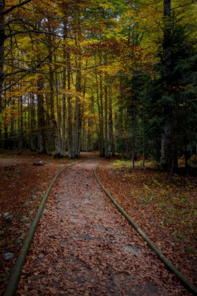 Vertical photography in that you can see a path in an Autumn forest. A lot leaves in the ground and Autumn colors in the trees.