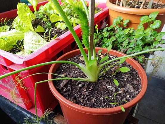 In einem braunen Blumentopf wächst eine Fenchelpflanze mit einer dicken, weißen Knolle an der Basis und langen, schmalen, grünen Stielen. Die Pflanze hat feine, filigrane Blätter an den Enden der Stiele. Links daneben stehen rote Kisten, in denen verschiedene grüne Salatpflanzen wachsen. Im Hintergrund ist ein weiterer Terrakottatopf mit dichtem, grünem Laub einer Minze zu sehen.
