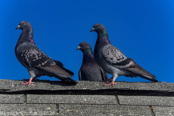 Just hanging out at the pier
