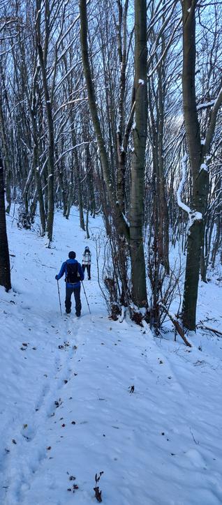 Two people walking on a snowy trail through a light forest.