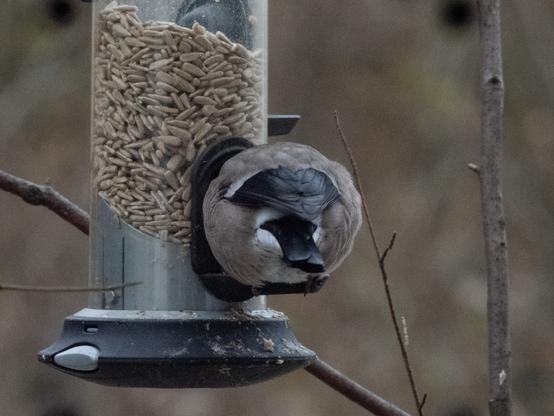 Dompfaff Weibchen sitzt als rund aufgeplusterten Kugel am Feeder - perfekt vor schneidig kalten Windböen geschützt.