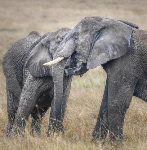 Two elephants with intertwined trunks, in play or in greeting. Photographed in the Masai Mara area of Kenya.