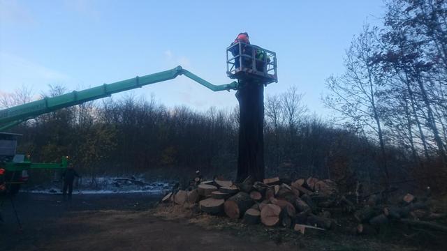 Zwei Personen stehen im Korb eines Hubsteigers. Der Telegrafenarm ist zu einem Baum ausgefahren. Die Personen schneiden mit Kettensägen Baumscheiben vom Stamm. Unter dem Stamm liegen die schon gefällten Teile des Baumes.