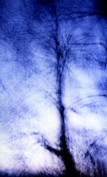 blue semi abstract photo with shape of a tree