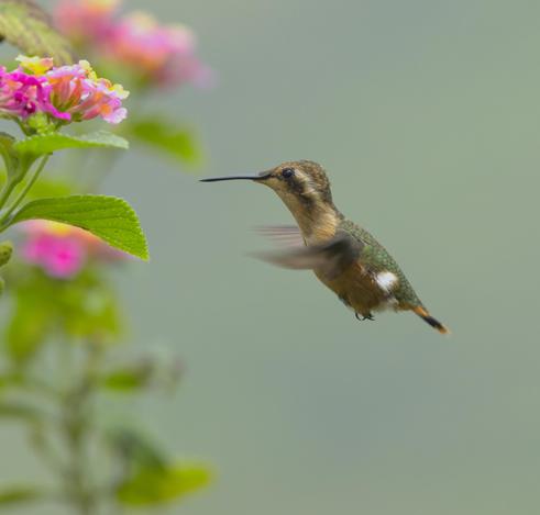 A tiny green and buffy/orangey hummingbird with a "pocket handkerchief" is flying toward a pink & yellow Lantana flower. This tiny boo is Little Woodstar. Photo by Peachfront. Nov. 14, 2024.