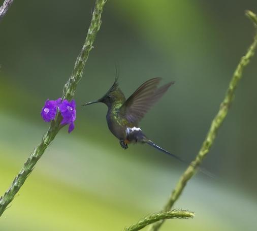 A shiny green hummingbird with a pointy crest and long skinny tail plus a low white "belt" across its rump is flying to a verbena flower. This is the male Wire-crested Thorntail. Photo by Peachfront. Nov. 16, 2024.