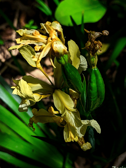 Plant