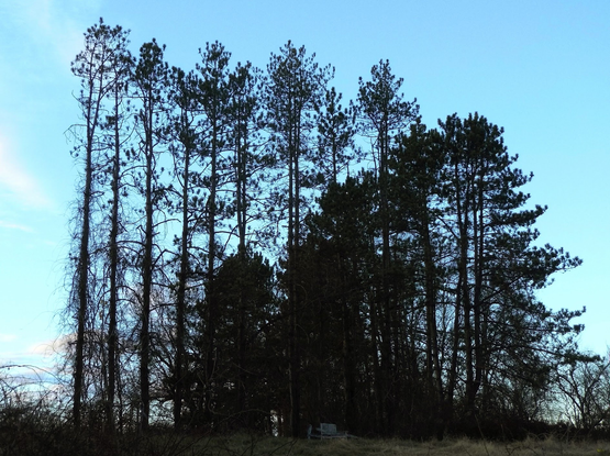 The crest of hill during a November sunset and a light blue sky, with the silhouettes of a single tall, straight row of pines against the sky. The trees are Q-tip shaped, that is, the branches are mostly at the top, and the lower branches are an airy lattice.  The tallest is on the left of the picture, and they get slightly shorter towards the right.  In front of this row is a second row of pines, much fuller and darker, with lower branches.  The tallest is on the right, and the heights descend rapidly toward the middle of the photo, where the last tree is half the size of the tallest tree. 

Below the rows of pines, a grey adirondack chair can be seen peeking out of the tall blonde grass.