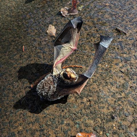 Photo of a bat laying on the ground with its wings outstretched toward the sky