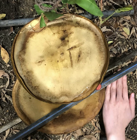 Large Pancake boletus in a flower pot.