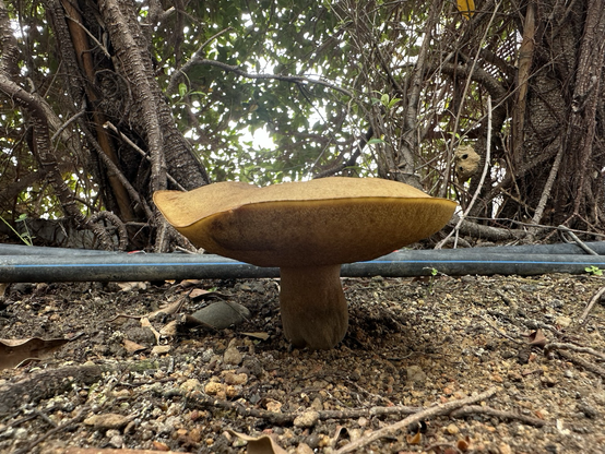 Side view of the mushroom