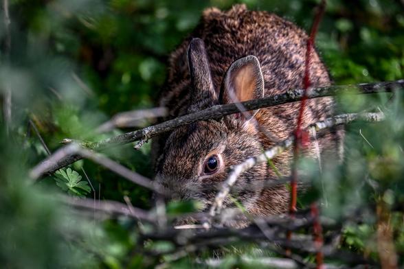 An eastern cottontail rabbit hides in the underbrush. It is staring directly at the camera.