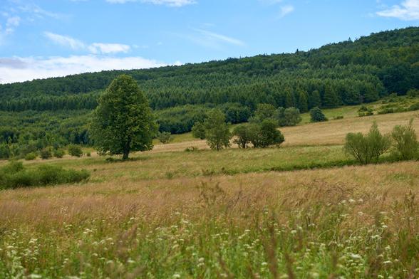 June, a few years ago. Carpathian forest and meadows. The lower half of the frame shows a meadow covered with tall colorful grasses and single small trees. The upper part of the frame is a vast forest and above it a blue sky with a few clouds. In the meadow, on the left side of the frame, grows a huge tree.