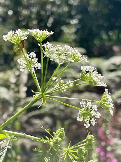 Thin green stems branch out from a central point to buds. The buds also split into clusters of small white flowers, about ten flowers to each buds.
