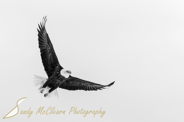 Bald eagle in flight.