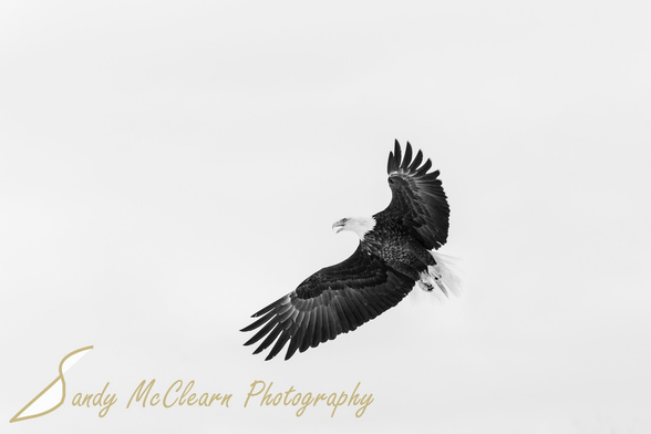 Bald eagle in flight.