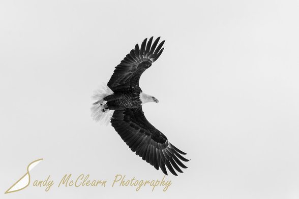 Bald eagle in flight.